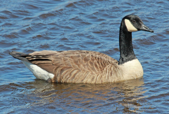 Canada Goose